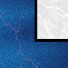 Midnight & Marble Color Scheme